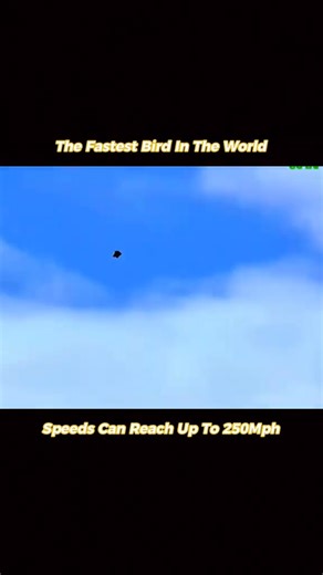 The fastest bird in the world, speed can reach up to 250mph. #fyp | Animals Scenes