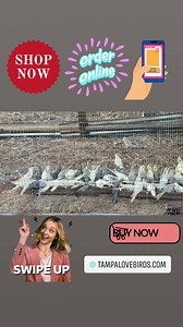 Cockatiels for sale ! Order today! https://tampalovebirds123.com/store/Cockatiels-c32308211 | TampaLovebirds.Com