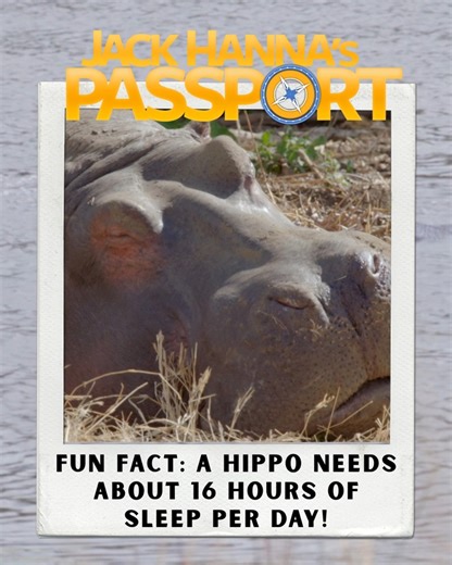 Sleep like a hippo: unapologetic, fully committed, and absolutely unbothered. 😴 Want to learn more about incredible animals like this? Check out Jack Hanna's Passport each weekend for iconic wildlife stories and conservation inspiration! | The Jack Hanna Channel