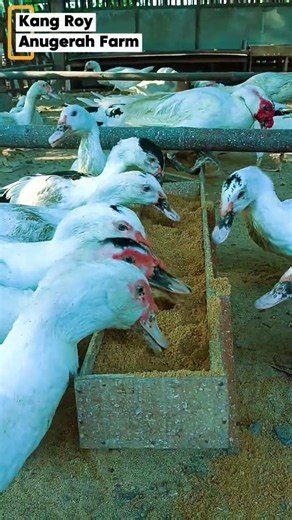 The morning routine involves feeding the jumbo Muscovy ducks; they eat very voraciously#duck#animals