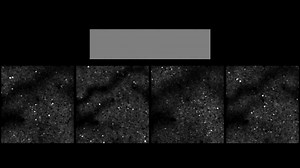 1.6K views · 21 reactions | Neuroscientists want to understand how...