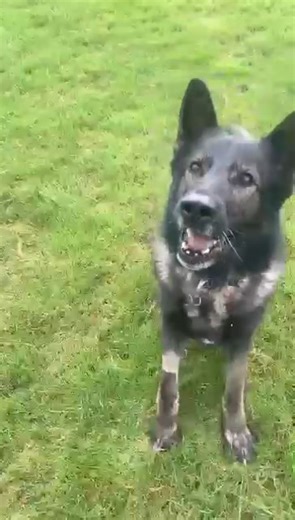 12K views · 1.4K reactions | RPD Captain from West Midlands Police wanted to say a personal thank you to everyone who has kindly donated over £12,000 towards his upcoming spinal surgery. Captain will now undergo intense physiotherapy over the coming weeks, to prepare him for his surgery. Get well soon RPD Captain!  | Thin Blue Paw Foundation | Facebook