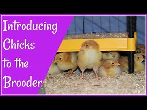 How to introduce chicks to the brooder: Day 1.