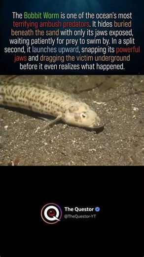 The Bobbit worm #intrestingfacts #facts