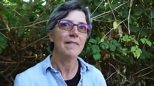 How to identify dangerous hogweed plant that can burn skin