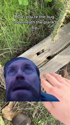 #Meme #bug #insect #nature #outdoors