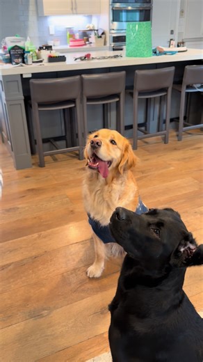 Frankie got to open a present early. #wccfrankie #frankiethefacilitydog #frankiethetherapydog #mydogopenspresents