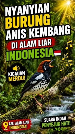 Nyanyian Burung Anis Kembang di Alam Liar Indonesia #shorts