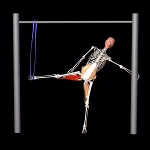 Muscle and Motion on Instagram: "Standing Hip Adduction Anatomical Analysis Unlike the classic hip adduction exercise, in this variation the resistance band is placed above the head. The angle of the band allows you to work with high loads, and also to provide resistance almost throughout the entire range of motion! The target muscles are the adductors (colored red). The adductors and abductors of the supporting leg are stabilizers (in light brown) Thanks for watching! For more info, click the l