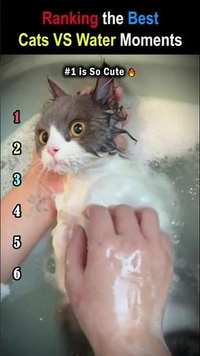 You Won’t Believe These Cats vs Water 😂💧 #Shorts #ranking #funny
