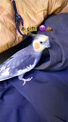 Rosie the cockatiel works coat check! #birds #cute #funny