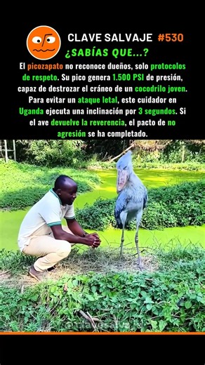 ¡El Brutal Código Del Picozapato! 🫡 530% #aves #animales #naturaleza