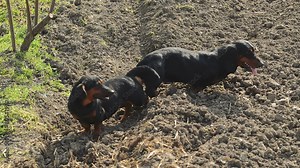 Pair of Tied Dachshund Dog Mating, Animal Sex Scene