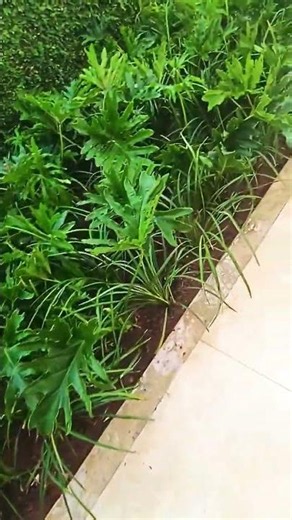 mancha de Guaíba e liriopes #jardin