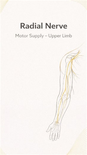 Dr.Arsalan (PT) on Instagram: "Radial Nerve – Motor Supply (Upper Limb) 🖐️ Remember the muscles supplied by the radial nerve with the easy mnemonic BEAST 👇 • B – Brachioradialis • E – Forearm extensors • A – Anconeus • S – Supinator • T – Triceps ⚠️ Clinical Pearl: Radial nerve injury commonly leads to wrist drop. Save this post 📌 — it’s a must-know for exams, clinics, and daily practice. #RadialNerve #UpperLimbAnatomy #NeuroAnatomy #MedicalInfographic #Physiotherapy PhysioStudents MedicalStu