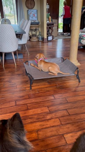Vizsla puppy meets high distractions during home visit training class! #homevisit #deliverydriver
