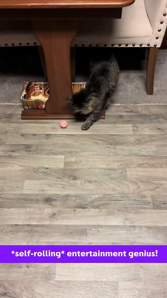 Pet’s New Best Friend! Your pet deserves endless fun! 50% OFF FREE Shipping – ONLY Today!