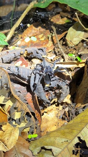 SOSA’s second stop of our Costa Rica conservation expedition in December 2025 was for a night tour at the Costa Rica Amphibian Research Center with local legend and environmental scientist, Brian Kubicki. In this episode, the team sees a sh*t-load of reptiles and amphibians, including a venomous snake (or as Brian puts it, a biological landmine) that we’re preeeeetty sure was eyeing up Blake’s ankles. 👀 See Costa Rica night life like you’ve never seen it before on our YouTube Channel - Episode