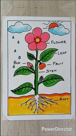 Draw & Learn Parts of a Plant in 1 Minute! 🌱 Easy Science Drawing for Kids #Shorts