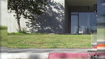 Scientists Experiment Discovered Goldfish Can Drive