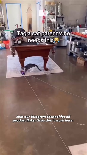 5.9K views | ✨ Not Just a Toy… It’s Your Cat’s Personal Playground!...