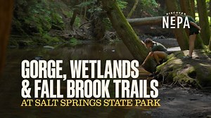 Salt Springs State Park offers a charming escape into nature in the Endless Mountains with rushing waterfalls, forests, meadows and the bubbling spring that gave the park its name! We took a hike to bring you a closer look at the beautiful destination. 🥾 #DiscoverNEPA | DiscoverNEPA