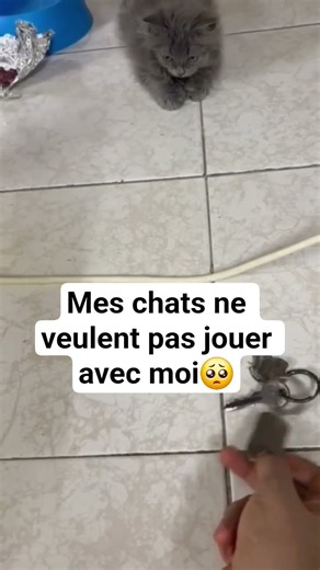 Il était une fois un chat Persan et un chat Djiboutien #Iron #tigrou