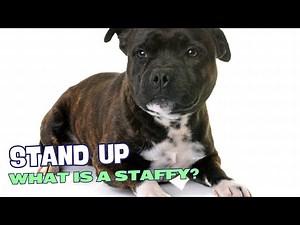 What is a Staffordshire Bull Terrier?