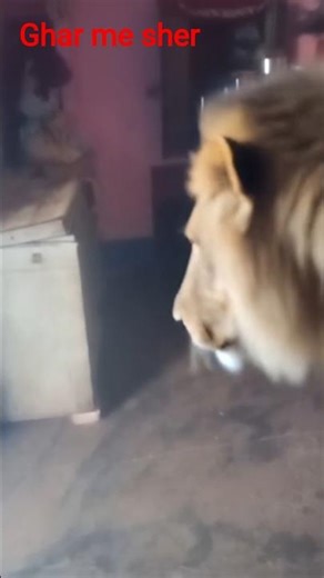 ghar me aya sher #music #anime #song 🎵🎵🎵