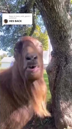 Funniest Goat Video on the Internet 😂 | Try Not to Laugh #shorts #funnyvideo #funnyanimals #goats