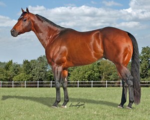 11K views · 387 reactions | Champion Sire TRES SEIS to stand at Lazy E Ranch in 2017! | Lazy E Ranch | Facebook