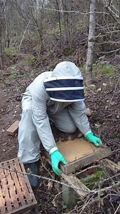 2.2K views · 215 reactions | Taking Life As It Comes | Black Mountain Honey | Facebook