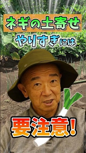 家庭菜園や農園のネギ栽培で土寄せの秘訣！生長を止めないコツとネギの育て方！【農家直伝】#shorts