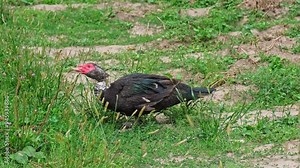 Domesticated Muscovy Duck Searching for Food on Ground at Farm Backyard