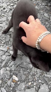 Weebies coming to great me after my morning shift. Love this cheeky wee imp so much.💙💙💙#chkitties #blackbeauties | Rescue Cats NI