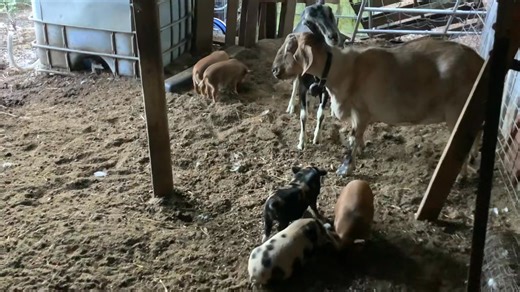 Kune kune piglets are growing and starting to explore. | Janets fluffy bottoms Hatchery and happy goats