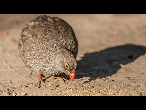 🐥 Q is for Quail! What is that Feather on Their Head?! 🤩 Bird Facts for Kids!