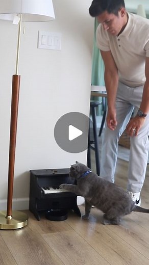 Aaron’s Animals on Instagram: "Teaching My Cat to play the piano #petpiano"