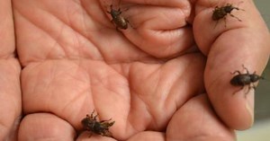 Watch: The Insect Factory that Breeds Better Bugs