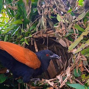 72K views · 4.2K reactions | Parent Lathe Very Smart Giving Eat their children according to their size | Review Bird Nest | Facebook