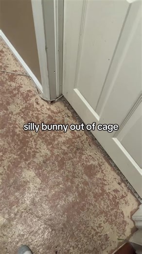 Silly Bunny Escapes from Its Cage Adventure