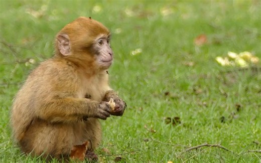 CSGO延迟高、不稳定、掉线连不上？不存在的！常见“网络”问题解决方法