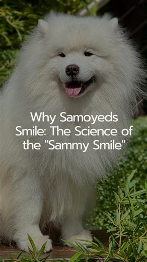 Factually Interesting on Instagram: "The Samoyed is famous for its distinctive “Sammy Smile,” created by upturned corners of the mouth that reduce drooling—an evolutionary advantage that prevents icicles from forming on their faces in extreme cold. While their alert nature makes them excellent watchdogs who will bark or “howl” to announce visitors, their gentle temperament means they are poor guard dogs. Bred by the Samoyedic people of Siberia to herd reindeer and sleep in tents to keep families