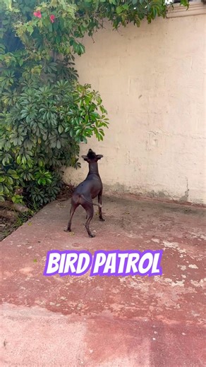 Delores vs. the birds. An ongoing investigation. 🐤 #xoloitzcuintle #cutedog