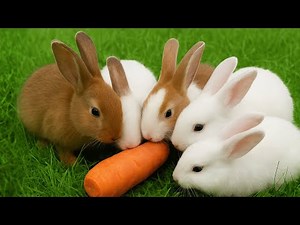 A Video of rabbits eating carrot, playtime the Whole Time