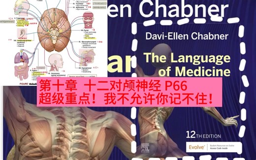 我看看谁记不住呀！chapter10: introduction and 12 pairs of cranial nerves P66