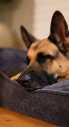 Pitbull, Dachshund Mix jumpscares German Shepherd.