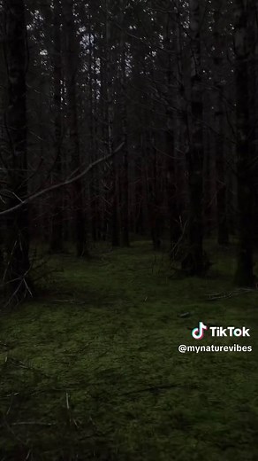 Dark Forest Aesthetic: Calm Dark Nature Vibes & Backgrounds