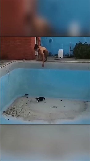 They Sent the Cat After the Rat... and the Cat Said Nope