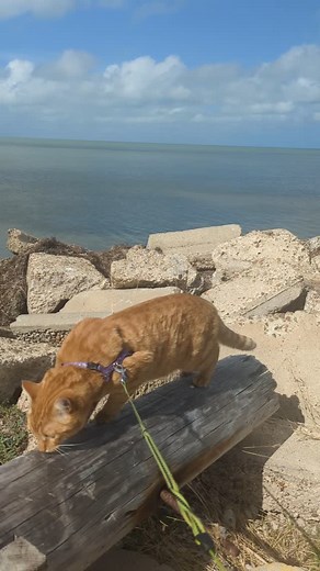 3K views · 639 reactions | Beautiful sunshiny day here in Port Isabel. We delivered close to the water, but not near a beach. Still got out to explore a bit though #odiethetruckingcat #texasexploring #portisabel #beautifulday #catonaleash #exploringcat #catlover | Odie the Trucking Cat | Facebook